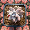 Pachyphytum 'Pink Lover' 2" Succulent Plant