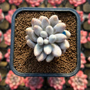 Pachyphytum 'Pink Lover' 2" Succulent Plant