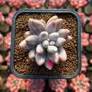 Pachyphytum 'Pink Lover' 2" Succulent Plant