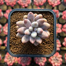 Pachyphytum 'Pink Lover' 2" Succulent Plant