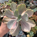 Echeveria 'Pampoteus' Variegated 6" Very Large (Not Jocelyn's Joy Variegated) Rare Succulent Plant
