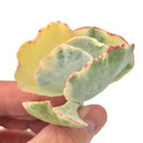 Cotyledon 'Undalata' Variegated 2" Rare Succulent Plant