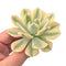 Echeveria Runyonii Variegated (Aka Echeveria 'Akaihosi' Variegated) 3"-4" Succulent Plant