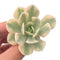 Echeveria 'Akaihosi' Variegated 2" Rare Succulent Plant