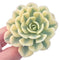 Echeveria ‘Akaihosi’ Variegated 3”-4" Rare Succulent Plant