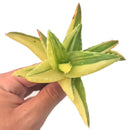 Aloe 'Nobilis' Variegated 3"-4" Rare Succulent Plant