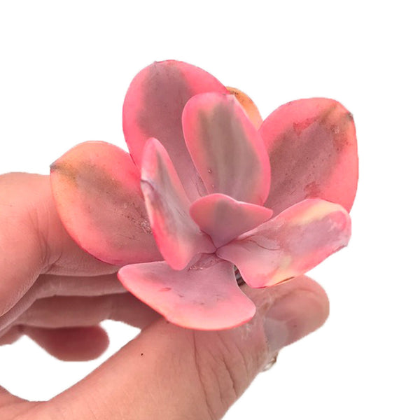 Echeveria ‘Angel Wings’ Variegated Small Cutting 2" Succulent Plant