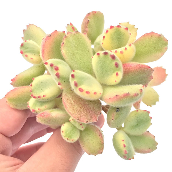 Cotyledon Tomentosa 'Bear Paw' Variegated 2”-3” Rare Succulent Plant – True Succulents  Plant Co