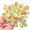 Cotyledon Tomentosa ‘Bear Paw’ Variegated 2”-3” Rare Succulent Plant