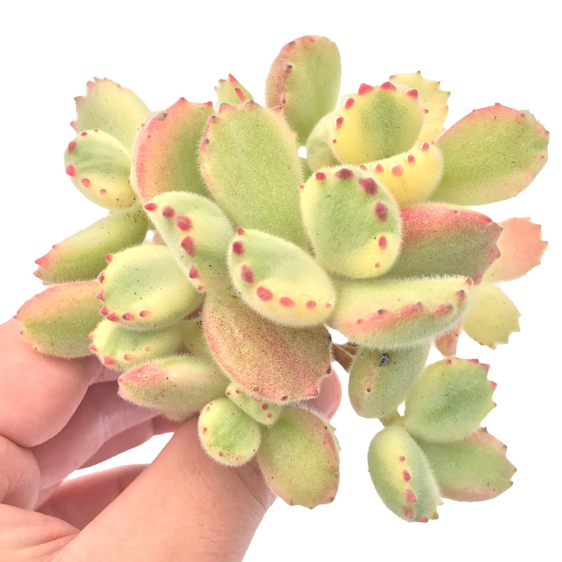 bear paw succulent near me Cotyledon Tomentosa 'Bear Paw' Variegated 2”-3” Rare Succulent Plant – True Succulents Plant Co