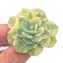 Echeveria 'Bluette' Variegated 1'-2" Very Rare Succulent Plant