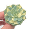 Echeveria 'Bluette' Variegated 1'-2" Very Rare Succulent Plant