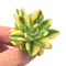 Echeveria 'Bob Jolly' Variegated 2" Rare Succulent Plant
