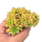 Echeveria 'Chubbs' Crested 4" Rare Succulent Plant