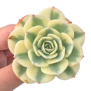 Echeveria 'Compton Carousel' Variegated 3" Succulent Plant