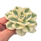 Echeveria 'Compton Carousel' 3” Rare Succulent Plant