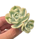 Echeveria 'Compton Carousel' Variegated 3" Rare Succulent Plant