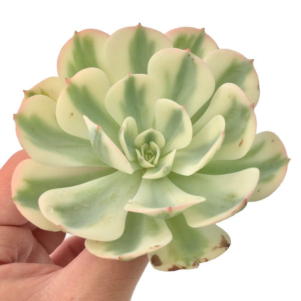 Echeveria 'Compton Carousel' Variegated 3"-4" Succulent Plant