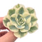 Echeveria 'Compton Carousel' Variegated 3” Rare Succulent Plant