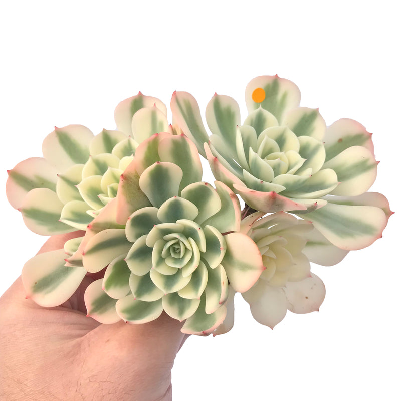 carousel succulent Echeveria 'Compton Carousel' Variegated 5" Succulent Plant – True Succulents Plant Co