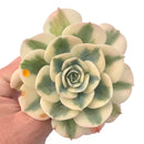 Echeveria ‘Compton Carousel’ 3" Variegated Rare Succulent Plant