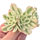 Echeveria 'Compton Carousel' Variegated 3"-4" Succulent Plant