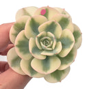 Echeveria ‘Compton Carousel’ 3" Variegated Rare Succulent Plant