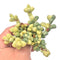 Corpuscularia Lehmannii Variegated Cluster 3” Rare Succulent Plant