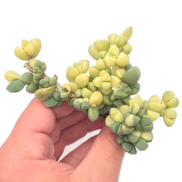 Corpuscularia Lehmannii Variegated Cluster 3” Rare Succulent Plant
