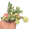 Corpuscularia 'Lehmannii' Variegated Cluster 4" Rare Succulent Plant