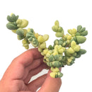 Corpuscularia 'Lehmannii' Variegated 4" Rare Succulent Plant