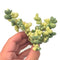 Corpuscularia 'Lehmannii' Variegated 4" Rare Succulent Plant