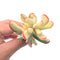 Cotyledon 'Orbiculata' Variegated Cluster 2"-3” Rare Succulent Plant