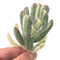 Cotyledon 'Orbiculata' Variegated 3" Rare Succulent Plant