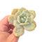 Echeveria 'Cream Tea' 3" Rare Succulent Plant