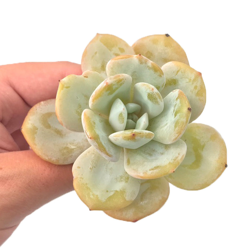 Echeveria 'Cream Tea' 3" Rare Succulent Plant
