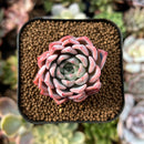 cuteplant1.jpeg