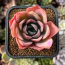 cuteplant23.jpeg