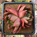 cuteplant27.jpeg
