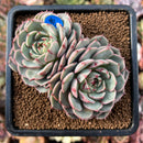 cuteplant30.jpeg