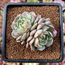 cuteplant31.jpeg