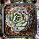 cuteplant33.jpeg