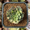 cuteplant3.jpeg