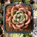 cuteplant43.jpeg