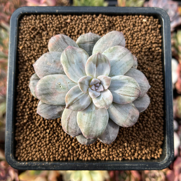 silver gray succulent Graptopetalum 'Silverbum' Variegated 2"-3" Succulent Plant – True Succulents  Plant Co