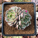 cuteplant48.jpeg