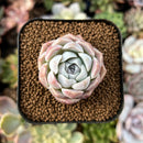 cuteplant49.jpeg