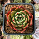 cuteplant53.jpeg