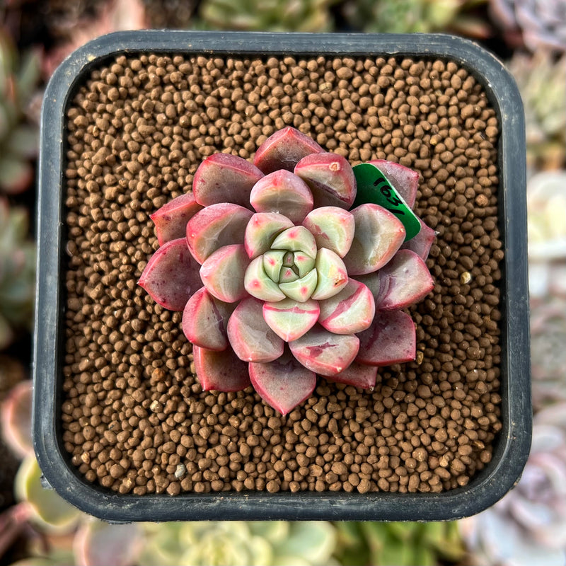 gummy succulent Echeveria 'Jelly Jam' 1" Succulent Plant