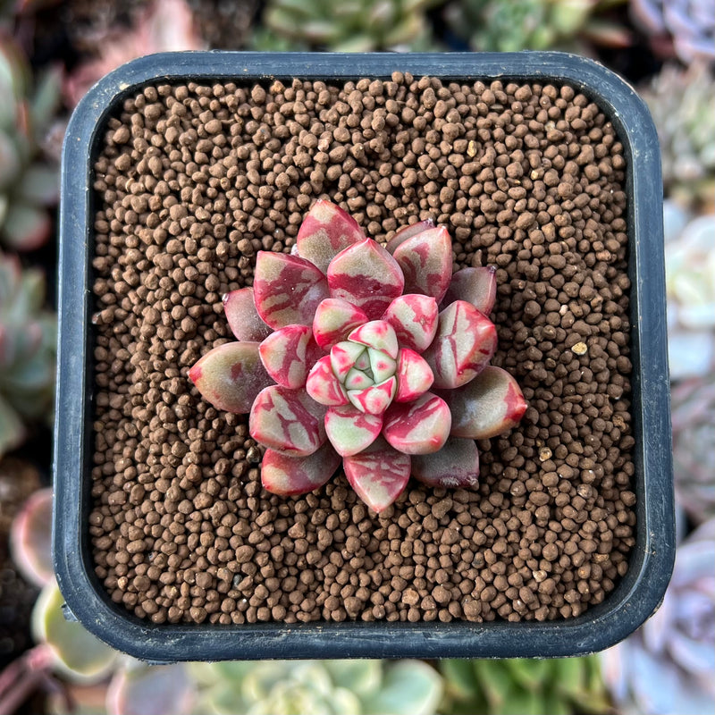 sugar jelly succulent Echeveria 'Jelly Jam' 1" Succulent Plant – True Succulents Plant Co